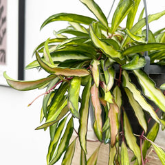 20 - 30cm Hoya Wayetti Variegated Wax House Plant in 14cm Hanging Pot