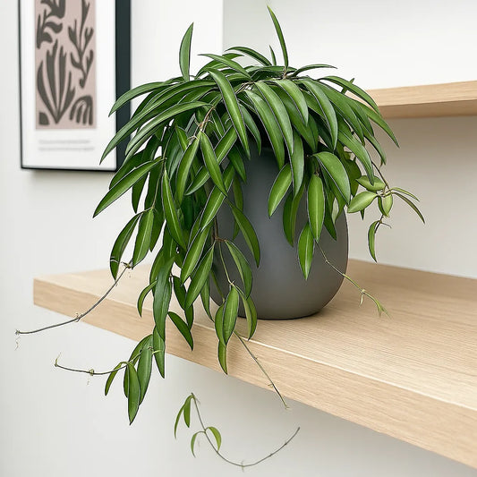 20 - 30cm Hoya Wayetti Wax House Plant in 14cm Hanging Pot