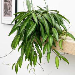 20 - 30cm Hoya Wayetti Wax House Plant in 14cm Hanging Pot