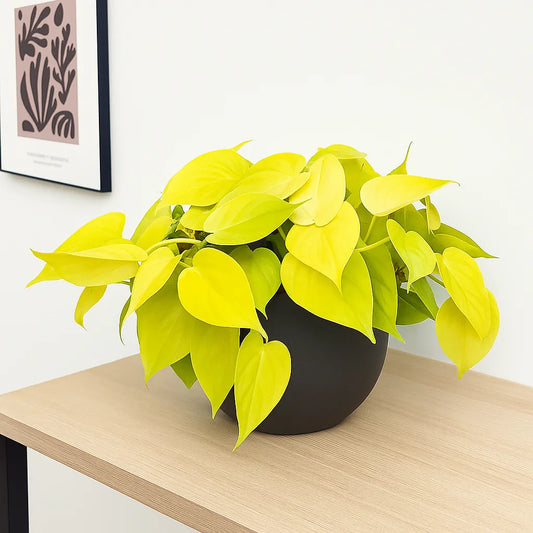 20 - 30cm Lemon Micans Pothos Epipremnum House Plant 23cm Bowl