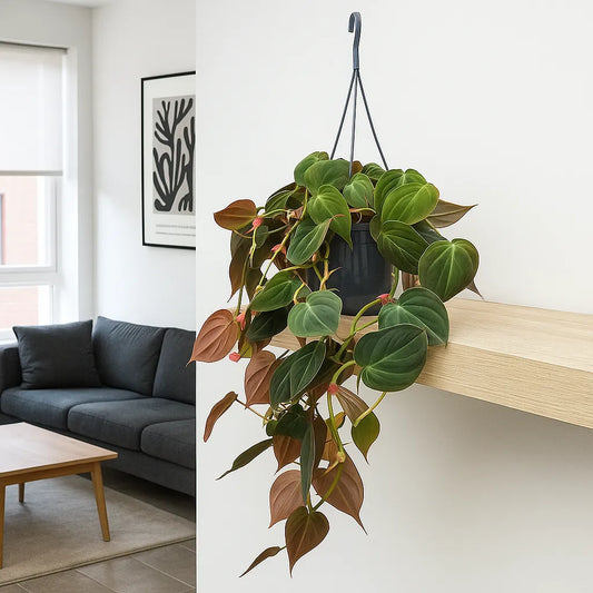20 - 30cm Micans Philodendron Pothos in Hanging 15cm Pot
