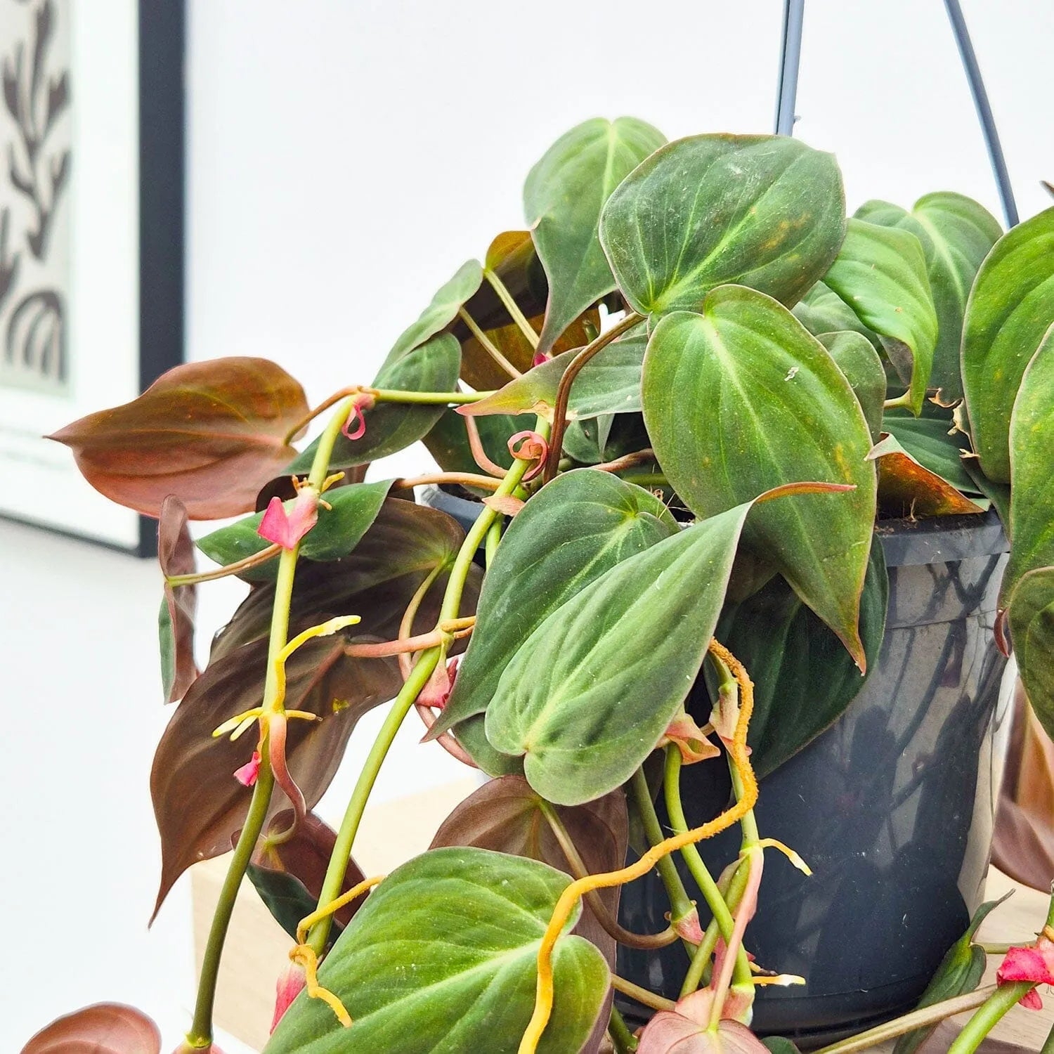 mican pothos 20