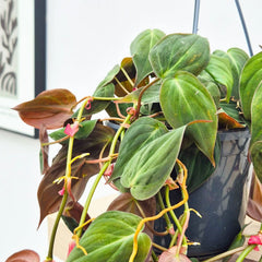20 - 30cm Micans Philodendron Pothos in Hanging 15cm Pot