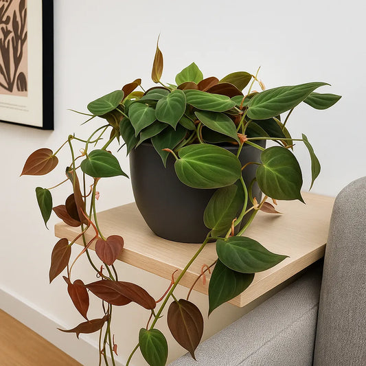 20 - 30cm Micans Pothos Epipremnum House Plant 23cm Bowl