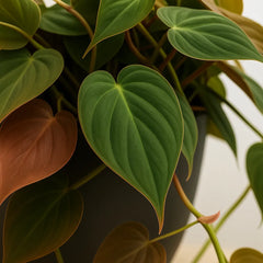 20 - 30cm Micans Pothos Epipremnum House Plant 23cm Bowl