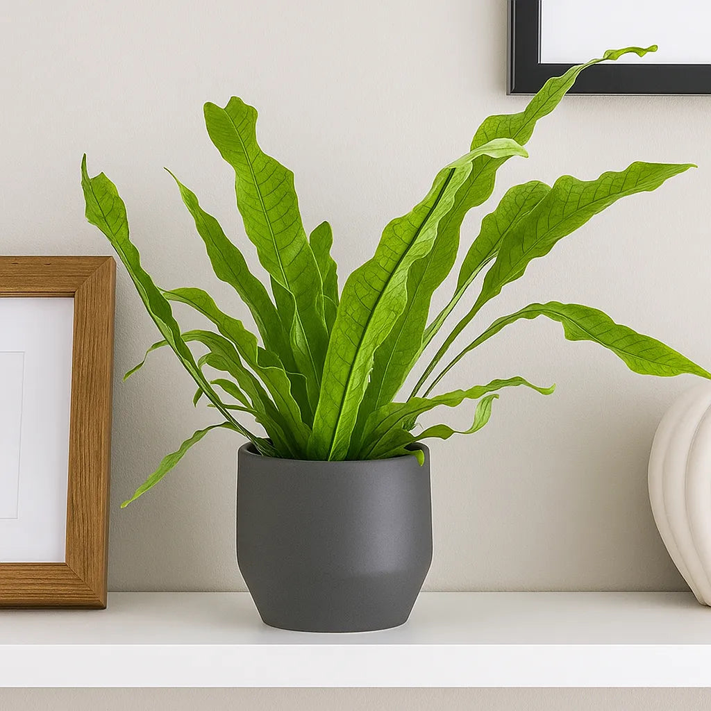 20 - 30cm Microsorum Crocodyllus Fern 12cm Pot House Plant