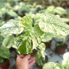 20 - 30cm Mint Monstera Deliciosa Cheese House Plant 12cm Pot