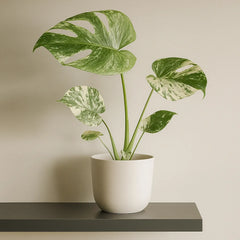20 - 30cm Mint Monstera Deliciosa Cheese House Plant 12cm Pot