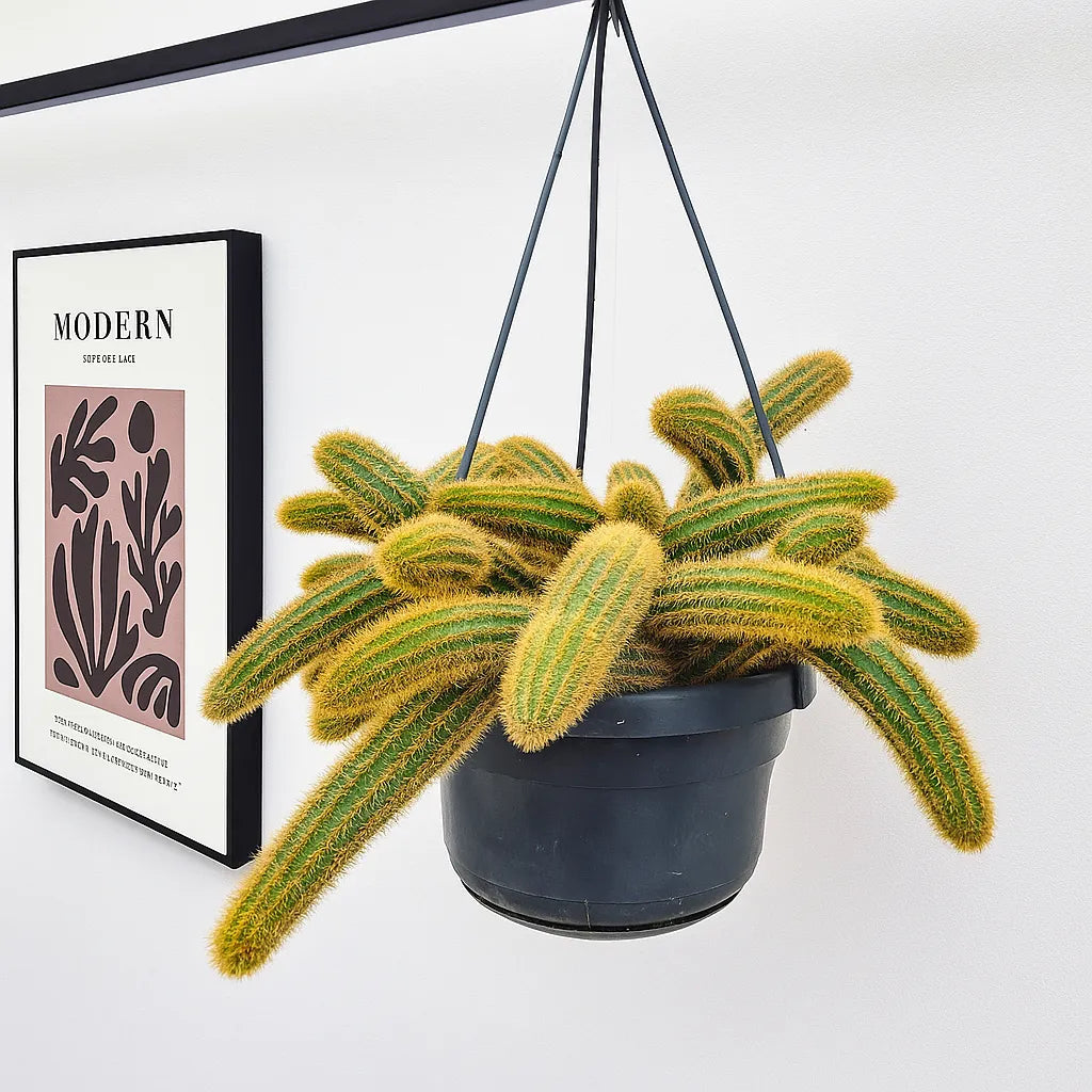 20 - 30cm Monkey Tail Cactus Cleistocactus Colademonis in Hanging 14cm Pot