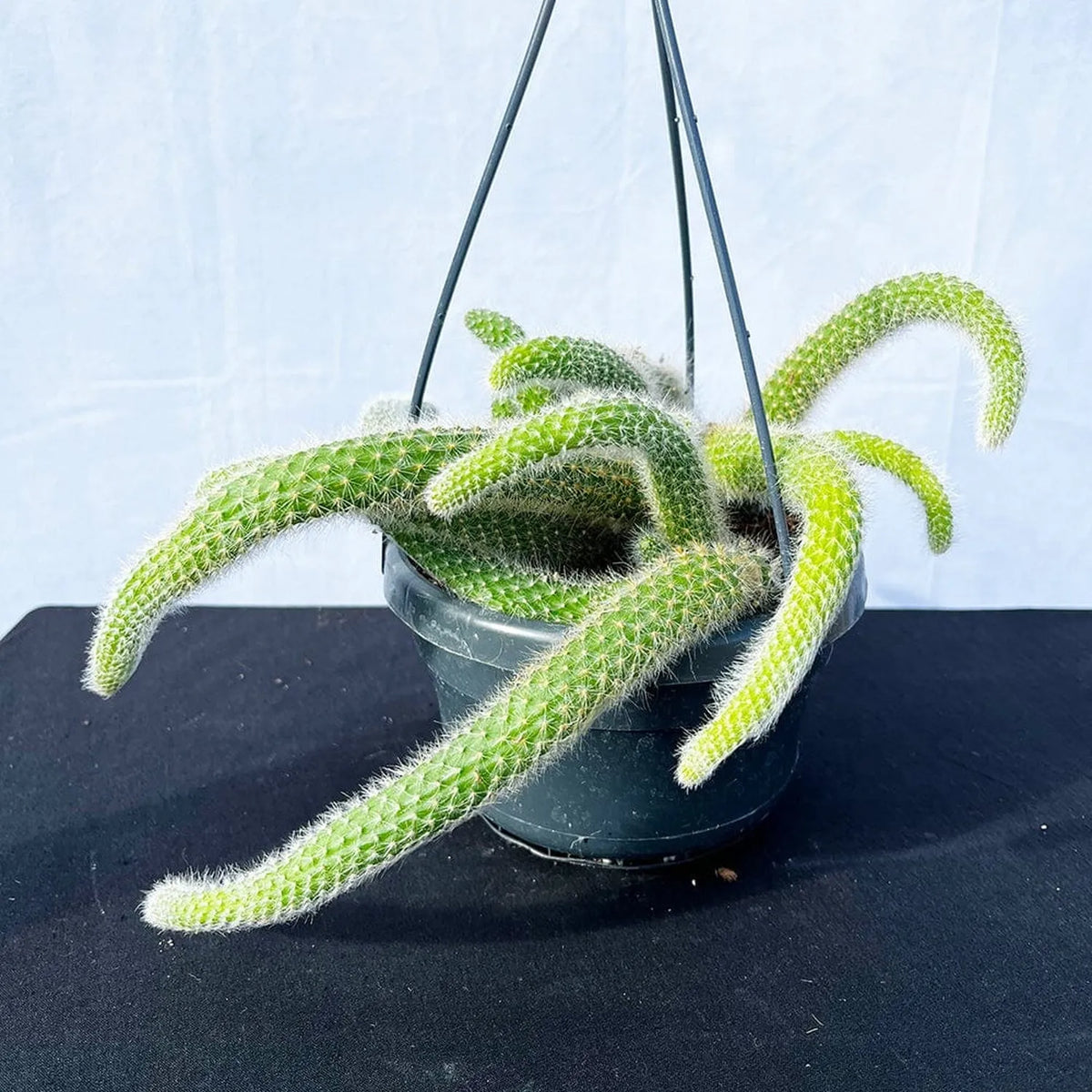 hanging rat tail succulent 20