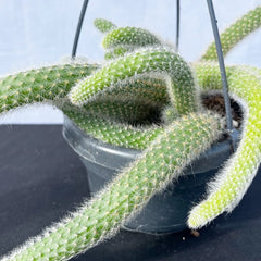 20 - 30cm Monkey Tail Cactus Hildewintera Colademononis in Hanging 14cm Pot