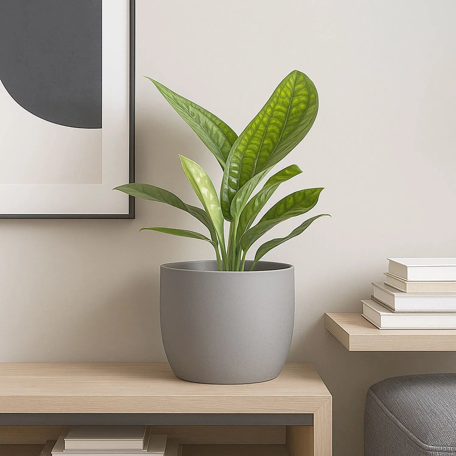 20 - 30cm Monstera Peru Pothos 12cm Pot House Plant