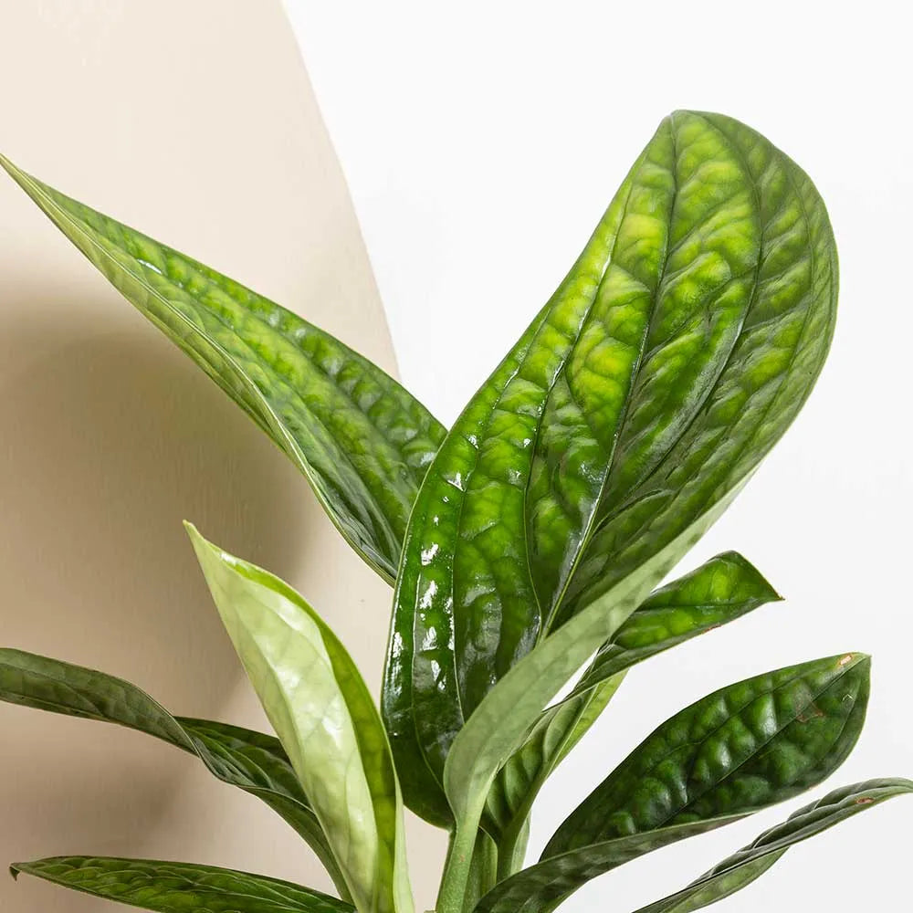 20 - 30cm Monstera Peru Pothos 12cm Pot House Plant