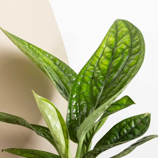 20 - 30cm Monstera Peru Pothos 12cm Pot House Plant