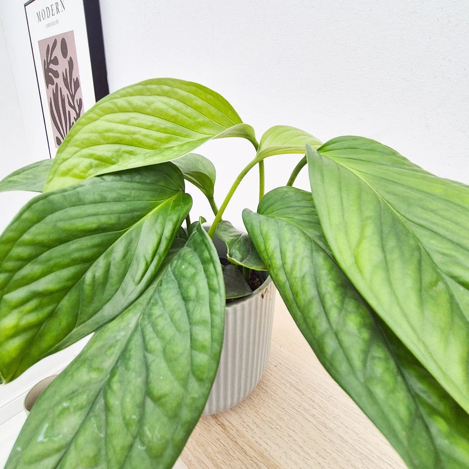 20 - 30cm Monstera Pinnatipartita 12cm Pot House Plant