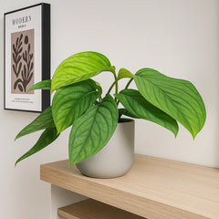 20 - 30cm Monstera Pinnatipartita 12cm Pot House Plant