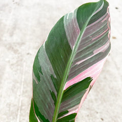 20 - 30cm Musa Pink NoNo Variegata Variegated Banana House Plant 12cm Pot