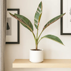 20 - 30cm Musa Pink NoNo Variegata Variegated Banana House Plant 12cm Pot