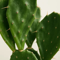 20 - 30cm Opuntia Jamaicensis 11cm Pot House Plant