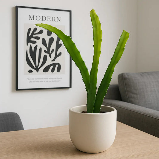 20 - 30cm Orchid Cactus Epiphyllum Ackermannii 11cm Pot House Plant