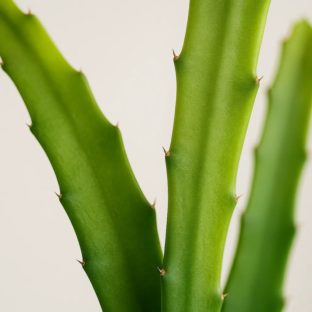 20 - 30cm Orchid Cactus Epiphyllum Ackermannii 11cm Pot House Plant