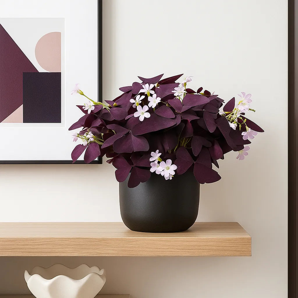 20 - 30cm Oxalis Triangularis Mijke 12cm Pot House Plant