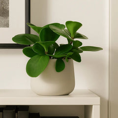 20 - 30cm Peperomia Obtusifolia Green 12cm Pot House Plant