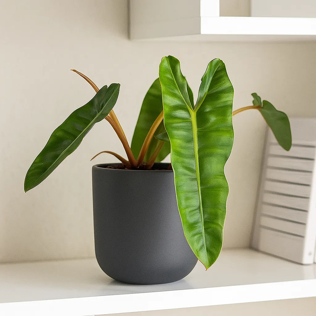 20 - 30cm Philodendron Billietiae 12cm Pot House Plant