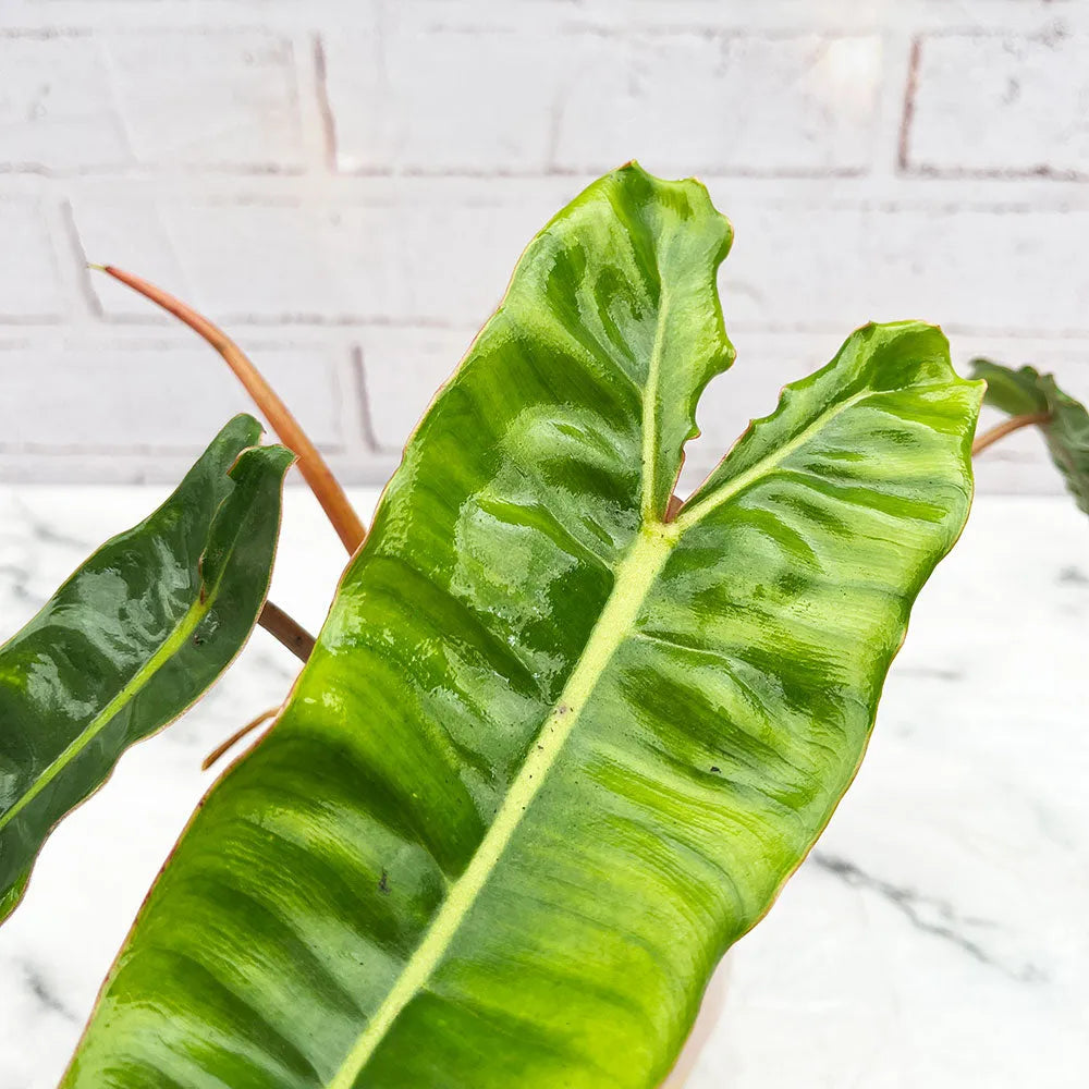 20 - 30cm Philodendron Billietiae 12cm Pot House Plant