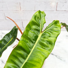 20 - 30cm Philodendron Billietiae 12cm Pot House Plant