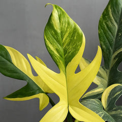 philodendron florida beauty uk 20