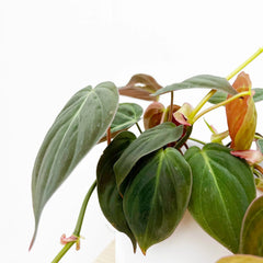 20 - 30cm Philodendron Micans Pothos 12cm Pot House Plant