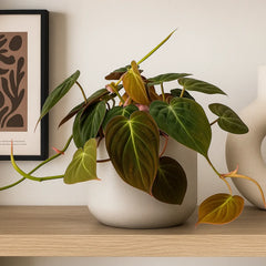 20 - 30cm Philodendron Micans Pothos 12cm Pot House Plant