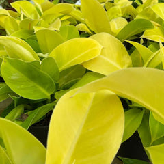 20 - 30cm Philodendron Moonlight 12cm Pot House Plant