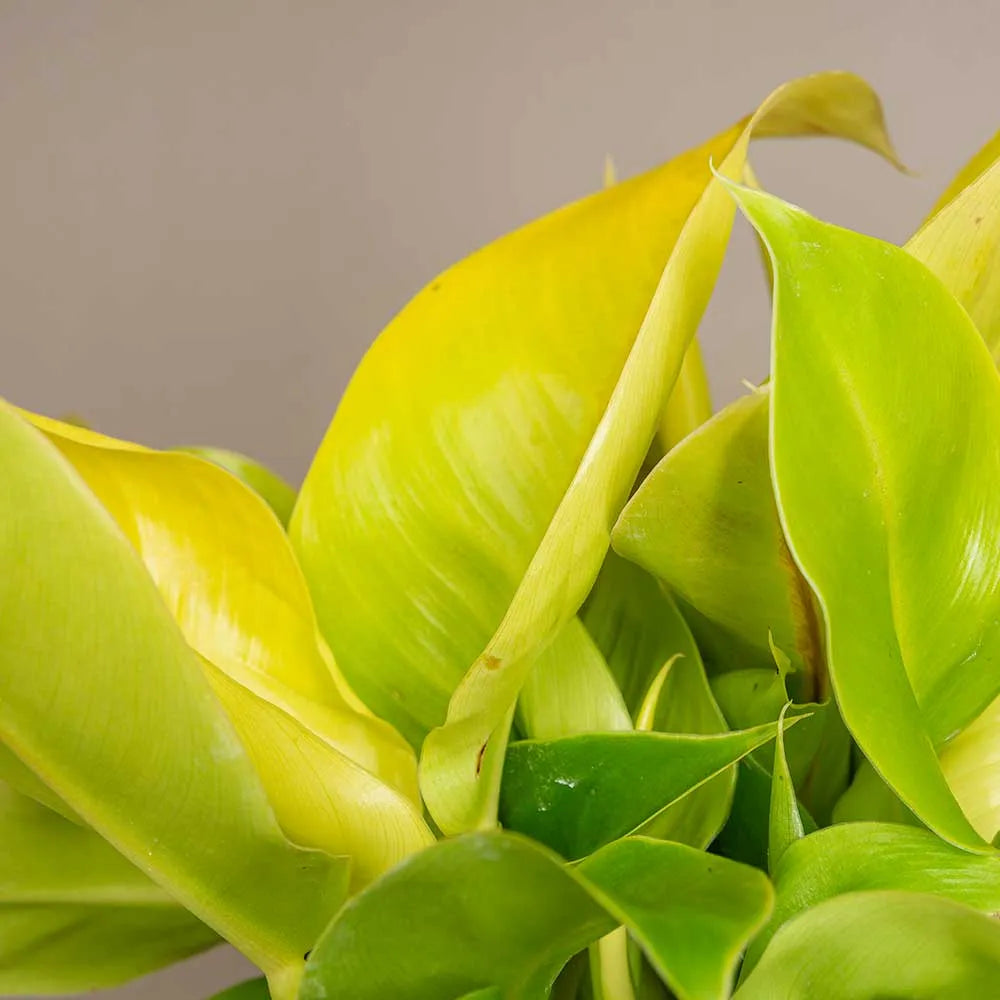 20 - 30cm Philodendron Moonlight 12cm Pot House Plant
