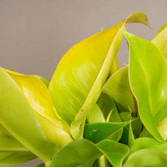 20 - 30cm Philodendron Moonlight 12cm Pot House Plant
