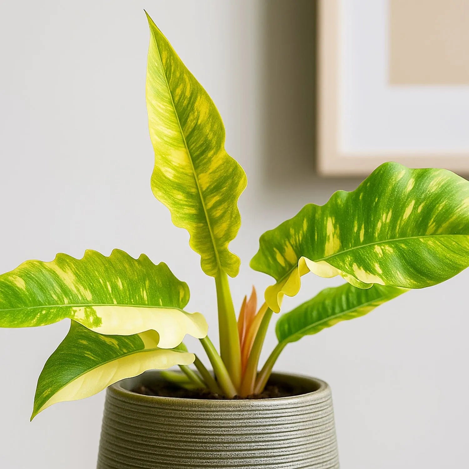 20 - 30cm Philodendron Ring of Fire House Plant 12cm Pot