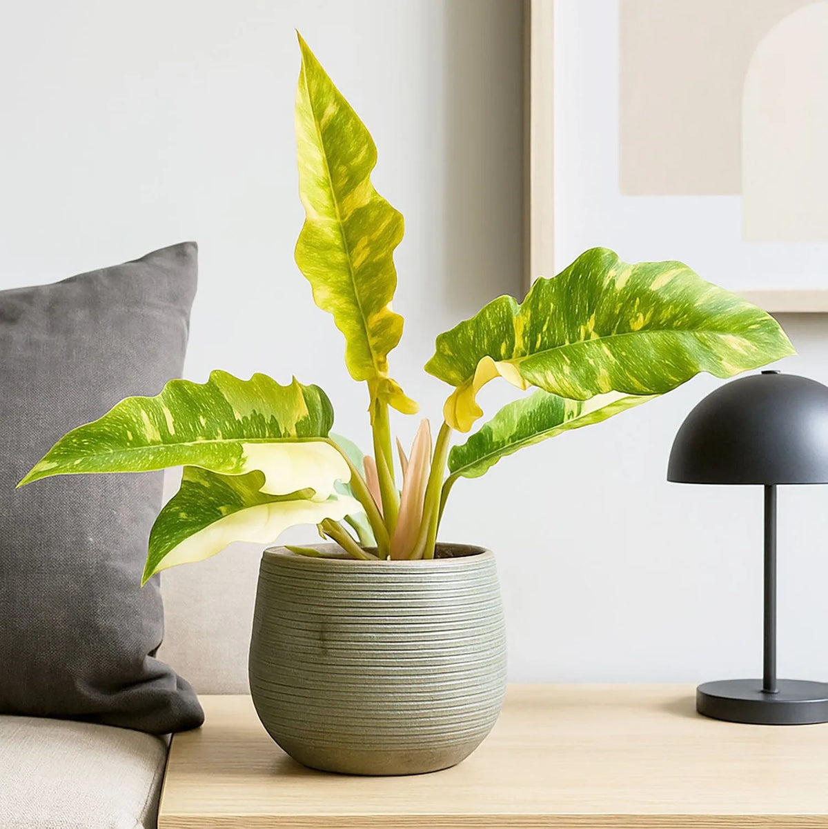 20 - 30cm Philodendron Ring of Fire House Plant 12cm Pot