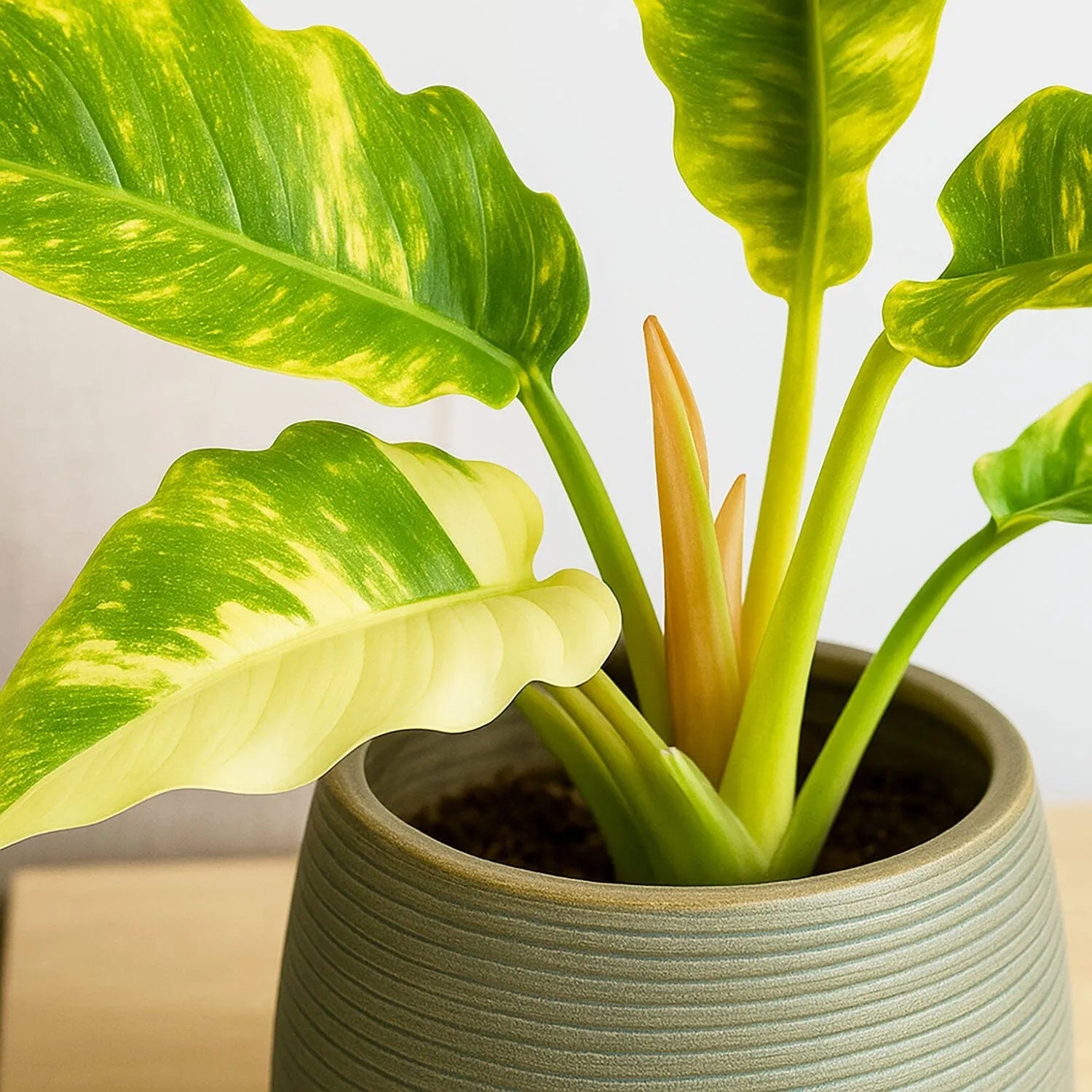 20 - 30cm Philodendron Ring of Fire House Plant 12cm Pot