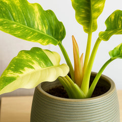 20 - 30cm Philodendron Ring of Fire House Plant 12cm Pot