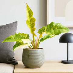 20 - 30cm Philodendron Ring of Fire House Plant 12cm Pot