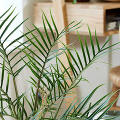 20 - 30cm Philodendron Tortum 11cm Pot House Plant