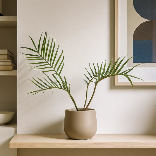 20 - 30cm Philodendron Tortum 11cm Pot House Plant