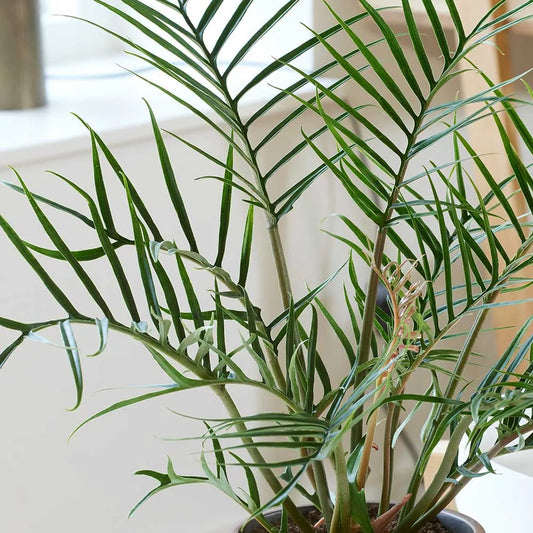 20 - 30cm Philodendron Tortum 11cm Pot House Plant