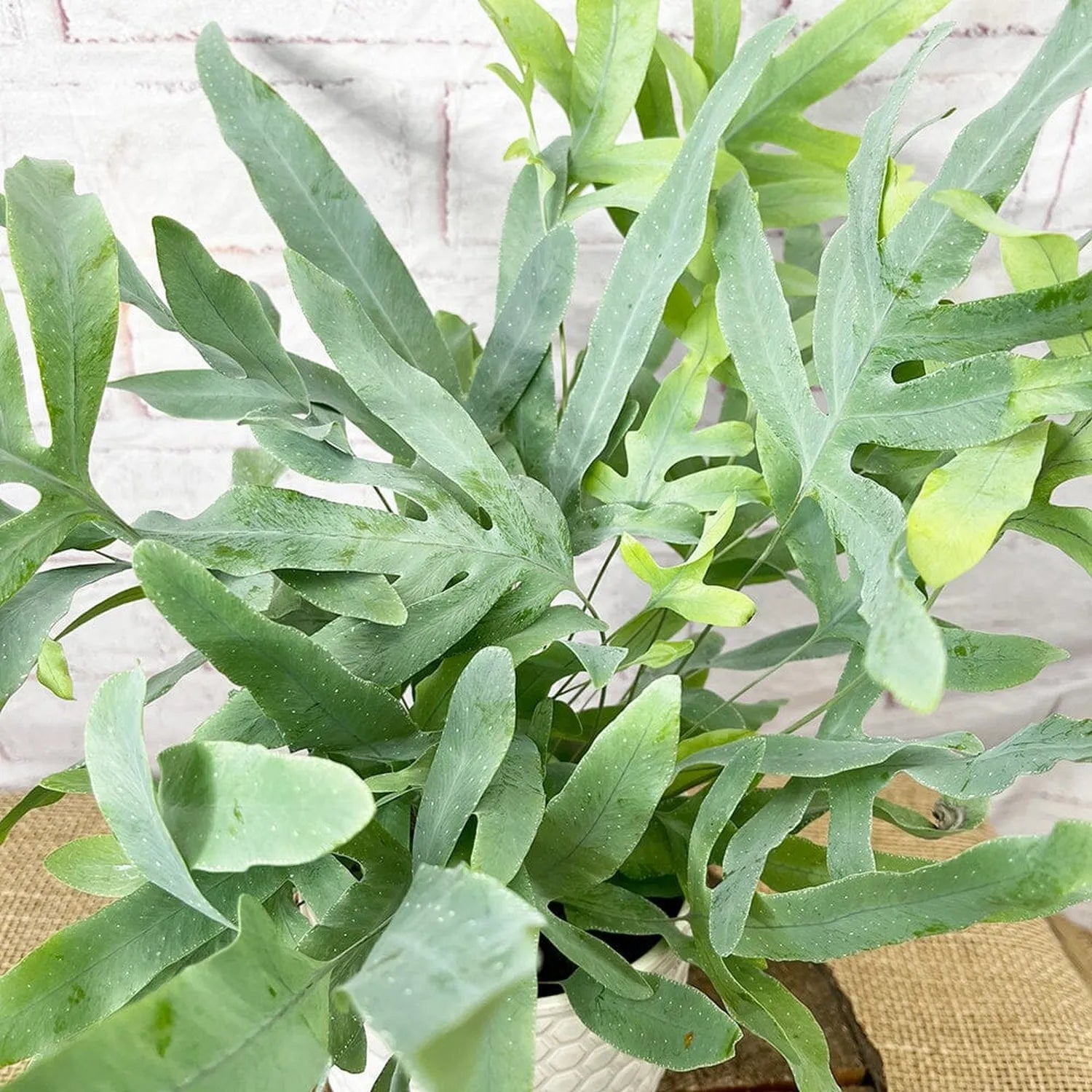 is blue star fern toxic to cats 20