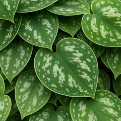 20 - 30cm Pictus Argyraeus Pothos Epipremnum House Plant 23cm Bowl