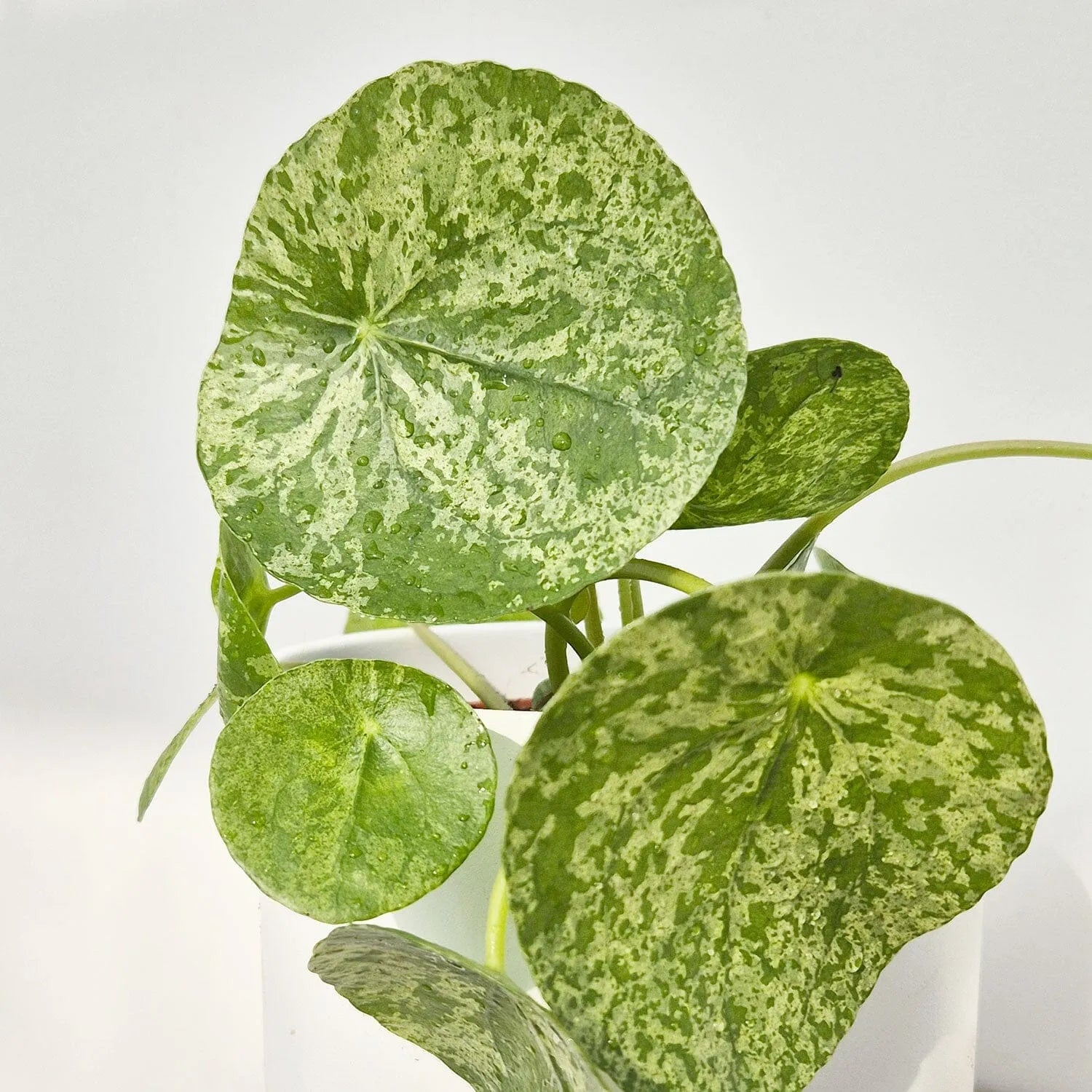 20 - 30cm Pilea Mojito Pilea Peperomioides 13cm Pot House Plant