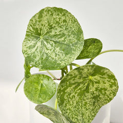 20 - 30cm Pilea Mojito Pilea Peperomioides 13cm Pot House Plant