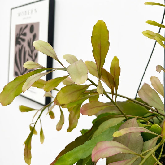 20 - 30cm Rhipsalis Red Coral in Hanging Pot 15cm Pot House Plant