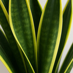 20 - 30cm Sansevieria Canary House Plant in 12cm Pot